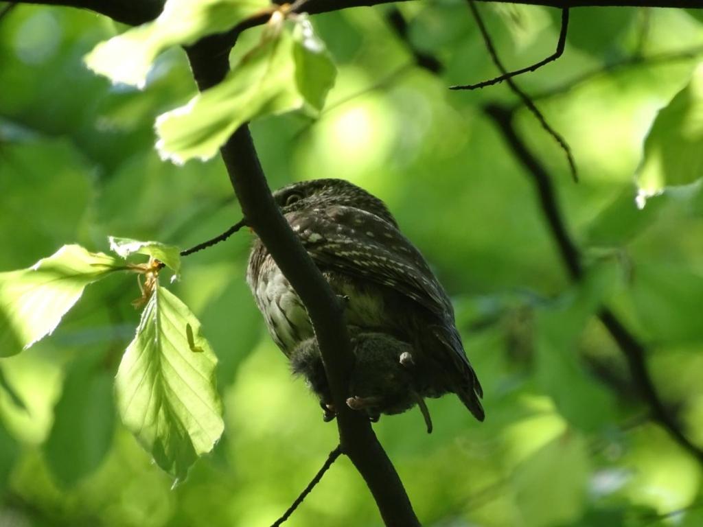U Jadzi Pogórze Przemyskie Bircza Exterior foto